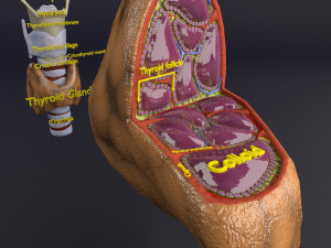 Thyroid anatomy microscopic larynx trachea 3D 3D-Modell