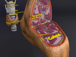 Thyroid anatomy microscopic larynx trachea 3D 3D Model