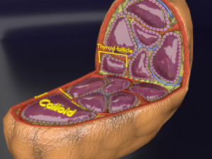 Thyroid anatomy microscopic larynx trachea 3D 3D-Modell