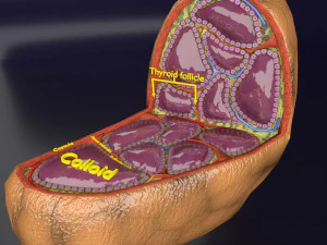 Thyroid anatomy microscopic larynx trachea 3D 3D Model