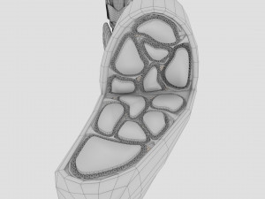 Thyroid anatomy microscopic larynx trachea 3D 3D-Modell