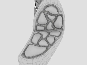 Thyroid anatomy microscopic larynx trachea 3D 3D Model