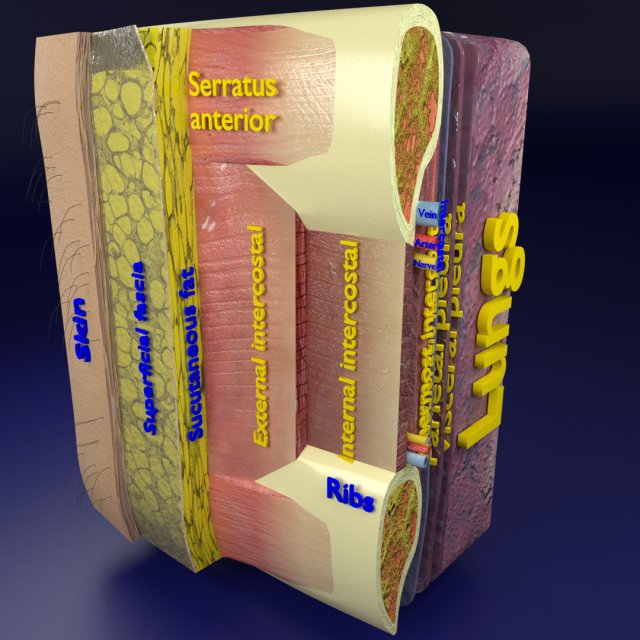 Thoracic wall layers model 3D 模型 .c4d .max .obj .3ds .fbx .stl .blend 