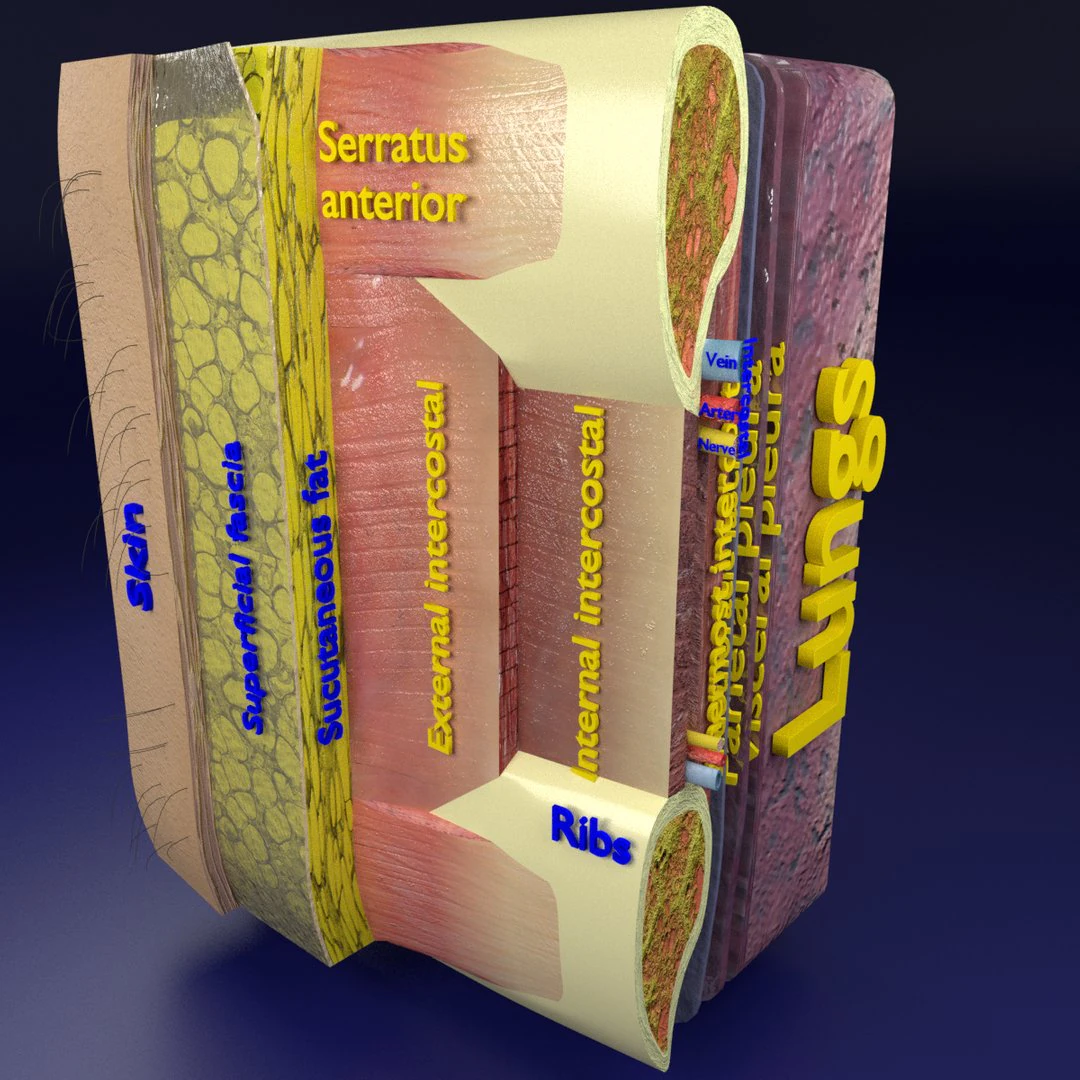 Thoracic wall layers model 3D Model .c4d .max .obj .3ds .fbx .stl .blend 