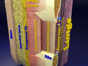 Thoracic wall layers model 3D 모델
