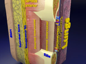 Modelo de capas de pared tor&aacute;cica. Modelo 3D
