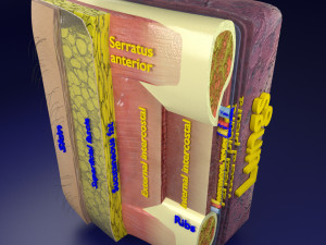 Thoracic wall layers model 3D 模型