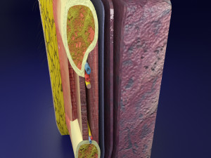 Thoracic wall layers model 3D 模型