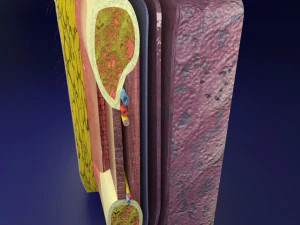 Thoracic wall layers model 3D Model