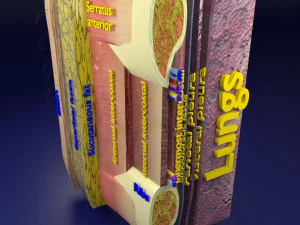 Thoracic wall layers model 3D Model