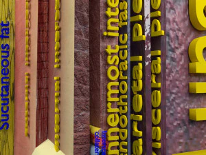 Thoracic wall layers model 3D Model