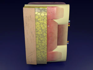 Thoracic wall layers model 3D Model