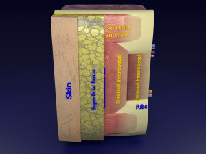 Thoracic wall layers model 3D 模型