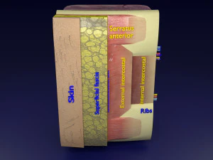 Thoracic wall layers model 3D Model