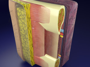 Thoracic wall layers model 3D 模型