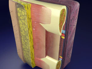 Thoracic wall layers model 3D Model
