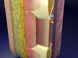Thoracic wall layers model 3D Model