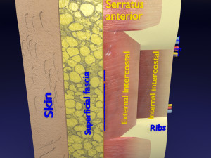 Thoracic wall layers model 3D 模型