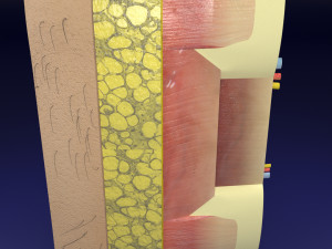 Thoracic wall layers model 3D 模型