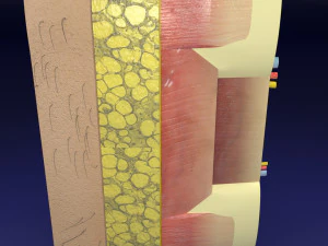 Thoracic wall layers model 3D Model