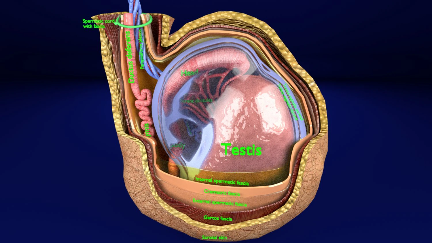 3D testis with covering layers model 3D Model .c4d .max .obj .3ds .fbx .stl .blend