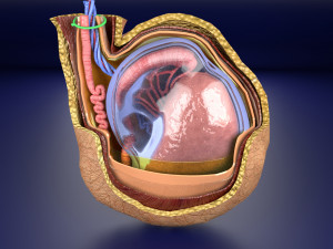 3D testis with covering layers model 3D Модель