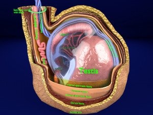 3D testis with covering layers model 3D Модель
