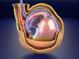 3D testis with covering layers model 3D Модель