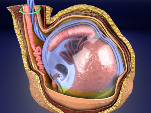 3D testis with covering layers model 3D Модель