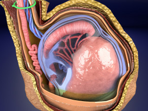 3D testis with covering layers model 3D Модель
