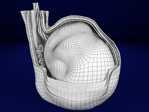 3D testis with covering layers model 3D Модель