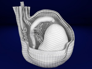 3D testis with covering layers model 3D Модель