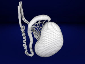 3D testis with covering layers model 3D Модель