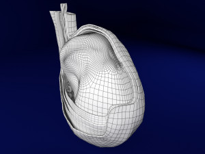 3D testis with covering layers model 3D Модель