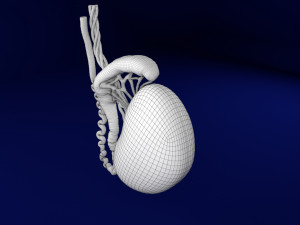 3D testis with covering layers model 3D Модель