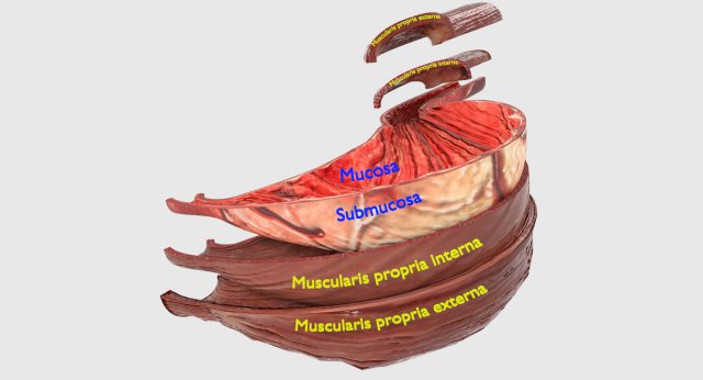 Stomach seperable parts 3D Модель .c4d .max .obj .3ds .fbx .stl .blend 