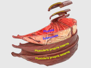 Oddzielne części żołądka Model 3D