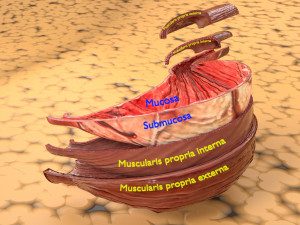 Stomach seperable parts 3D Модель