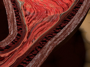Stomach seperable parts 3D Модель