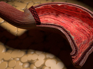 Stomach seperable parts 3D Модель