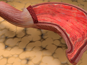 Stomach seperable parts 3D Модель