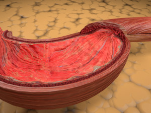 Stomach seperable parts 3D Модель