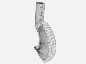 Stomach seperable parts 3D Модель