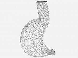 Stomach seperable parts 3D Модель