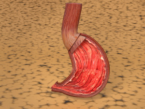 Stomach seperable parts 3D Модель