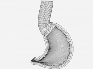 Stomach seperable parts 3D Модель