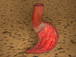 Stomach seperable parts 3D Модель