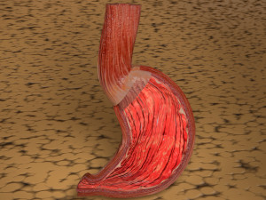 Stomach seperable parts 3D Модель