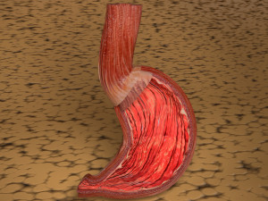 Stomach seperable parts 3D Модель