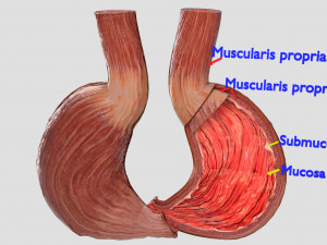 Stomach seperable parts 3D Модель